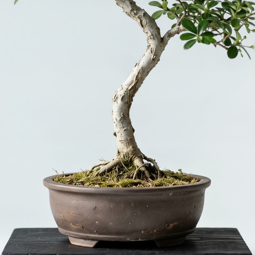 Carmona — 20 cm (Carmona microphylla) — détail du tronc et du nebari