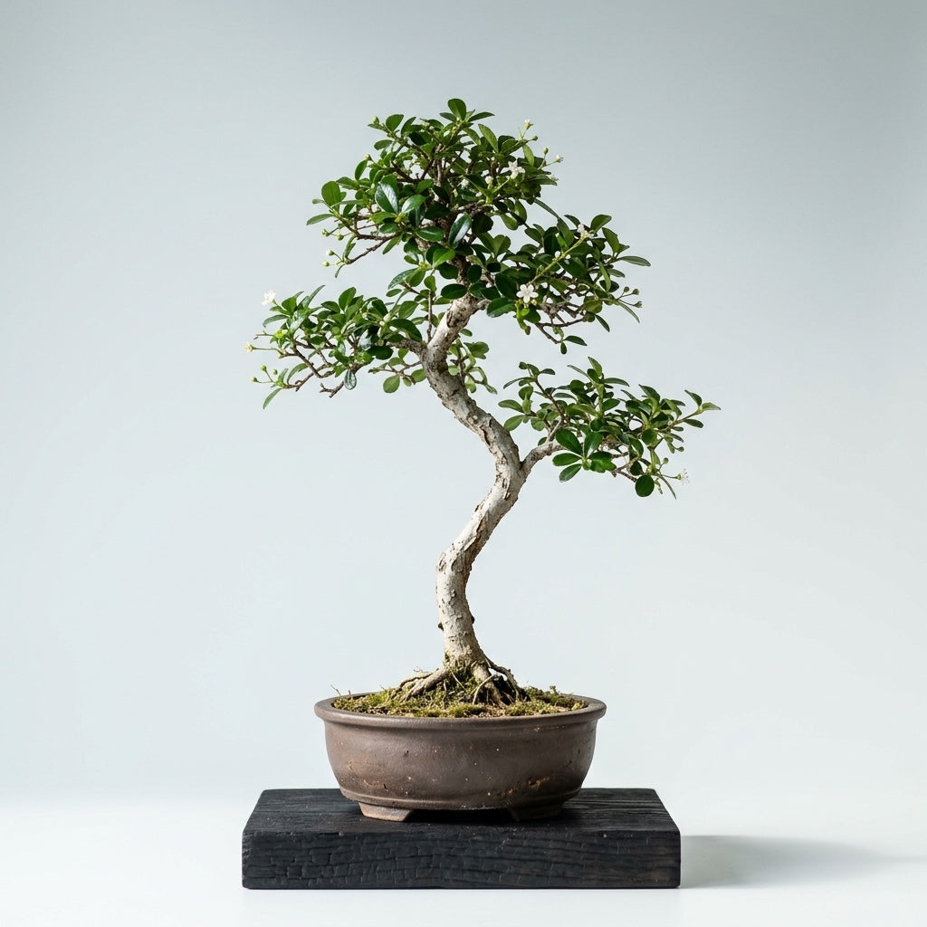 Carmona — 20 cm (Carmona microphylla) — vue d'ensemble