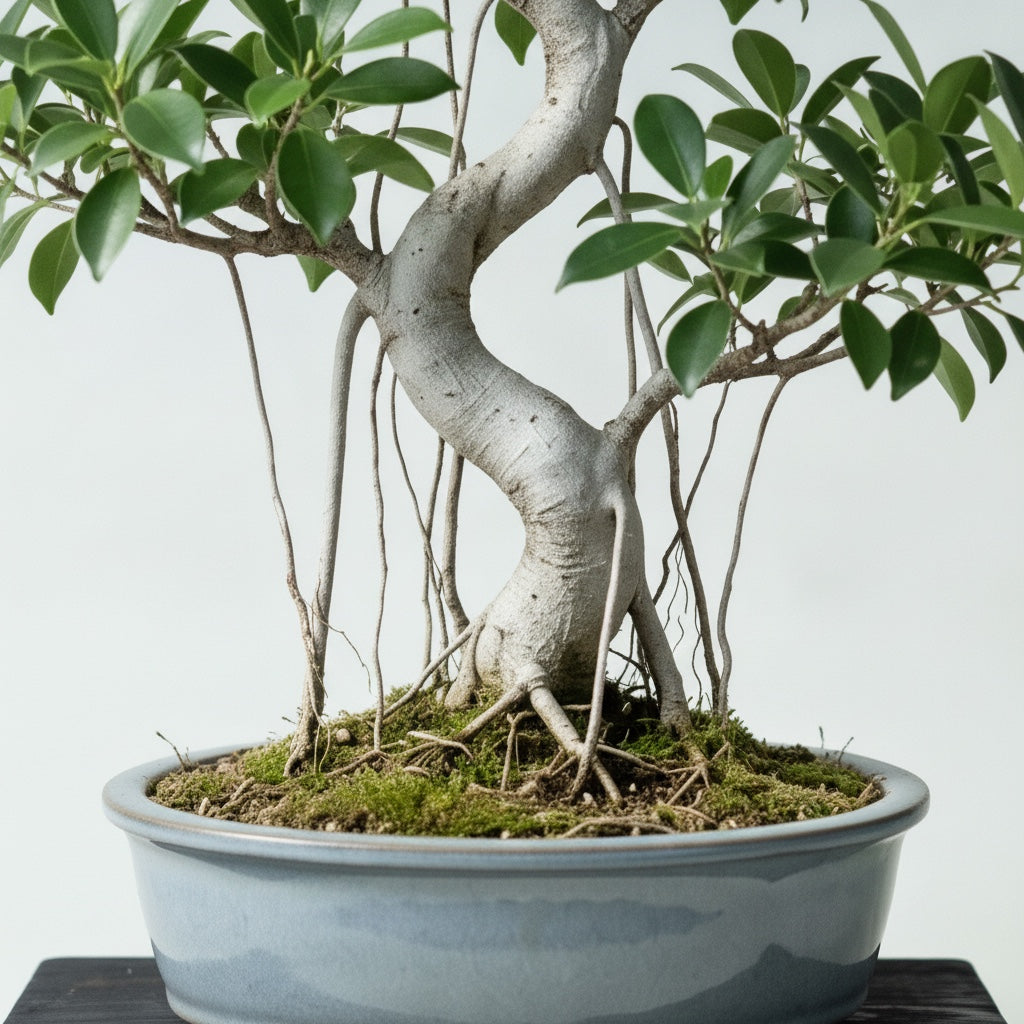 Ficus — 62 cm (Ficus retusa) — détail du tronc et du nebari