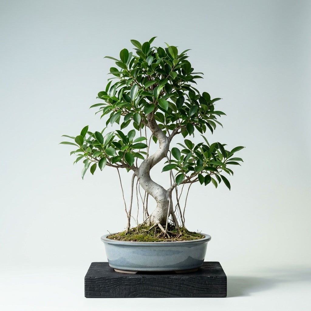 Ficus — 62 cm (Ficus retusa) — vue d'ensemble